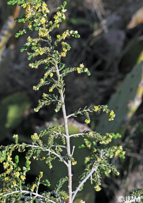 Thymelaea hirsuta