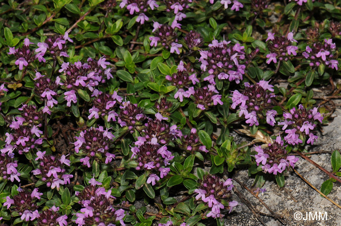 Thymus serpyllum