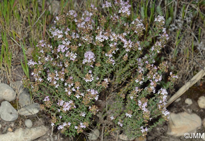 Thymus vulgaris