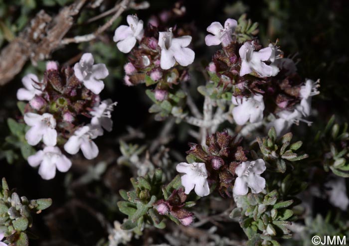 Thymus vulgaris