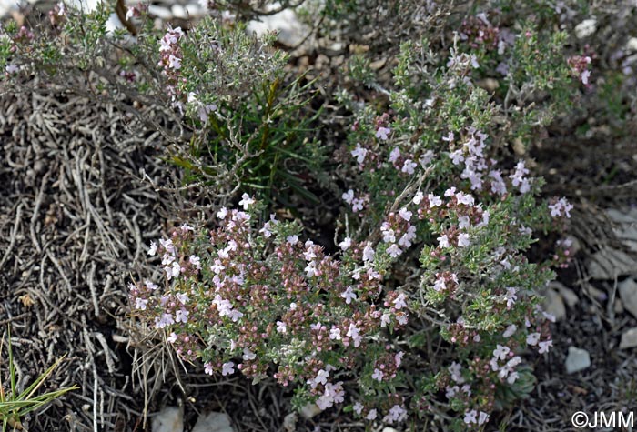 Thymus vulgaris