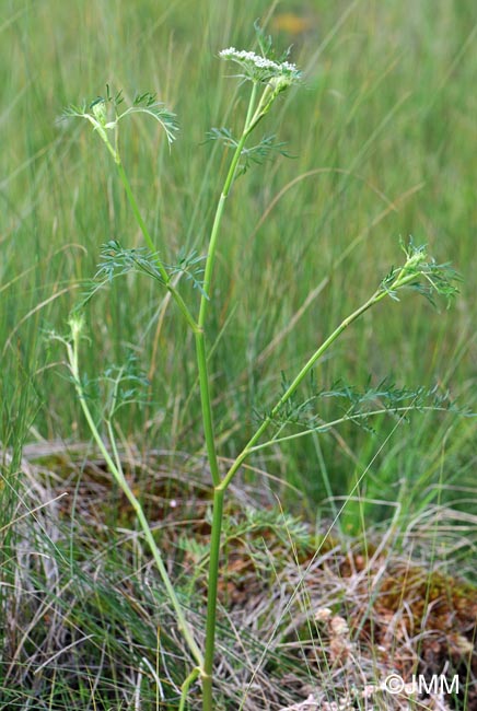 Thysselinum palustre = Peucedanum palustre