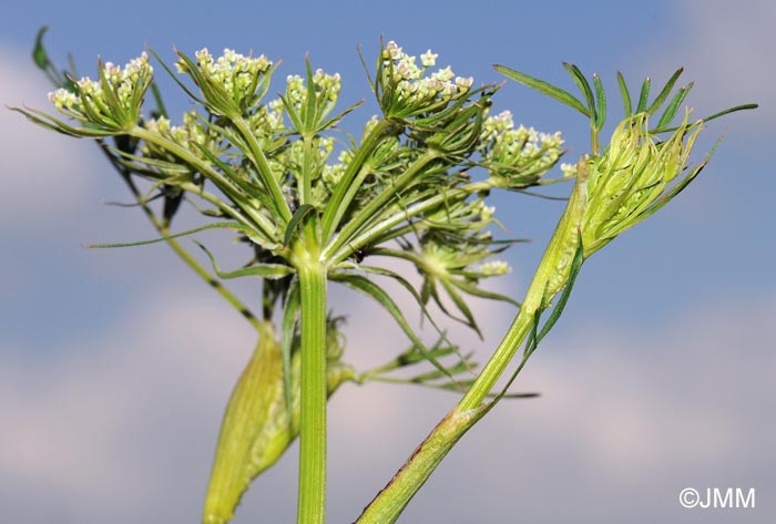 Thysselinum palustre = Peucedanum palustre