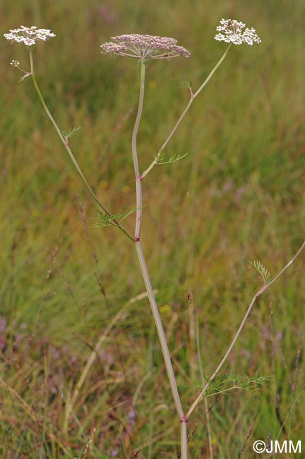 Thysselinum palustre = Peucedanum palustre