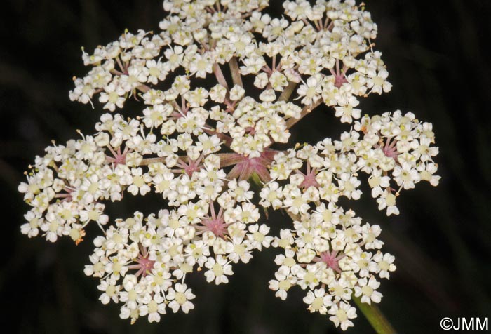 Thysselinum palustre = Peucedanum palustre