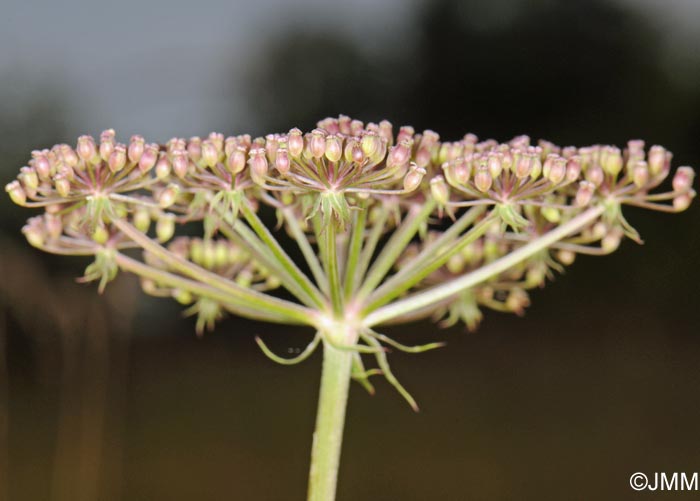 Thysselinum palustre = Peucedanum palustre