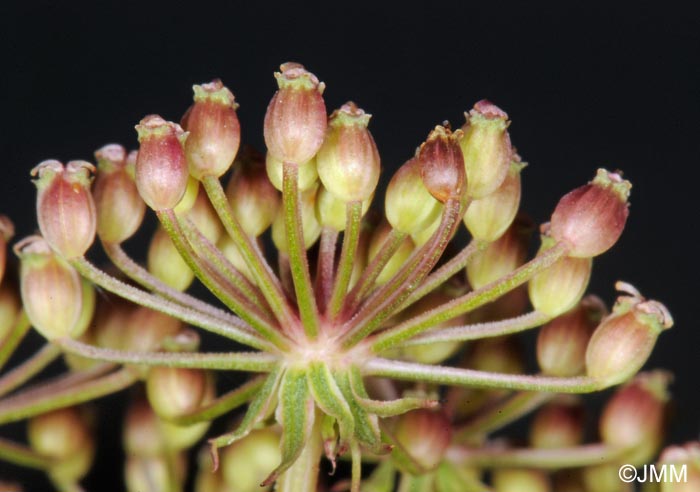 Thysselinum palustre = Peucedanum palustre