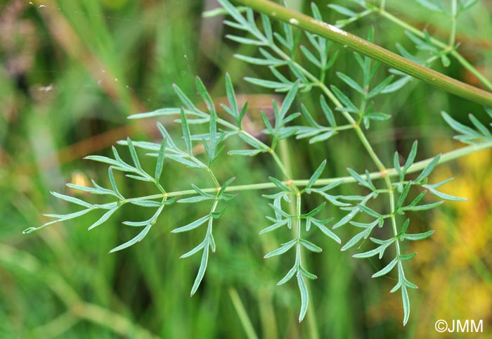 Thysselinum palustre = Peucedanum palustre