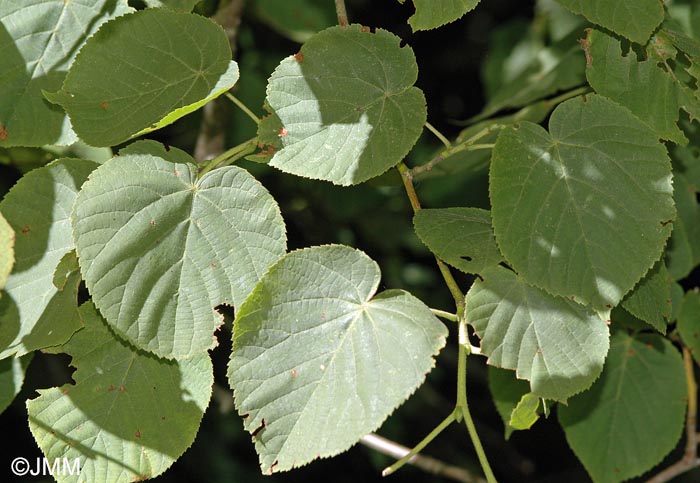 Tilia cordata