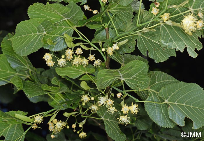 Tilia platyphyllos