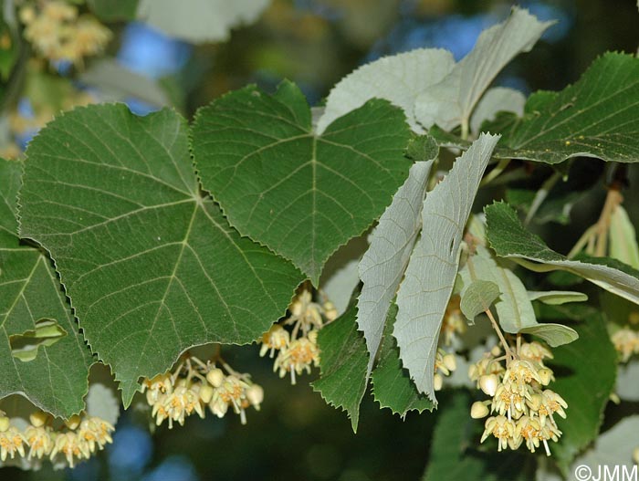 Tilia tomentosa
