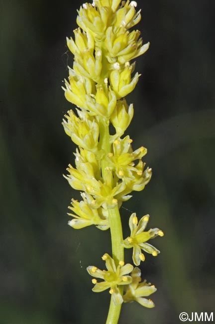 Tofieldia calyculata