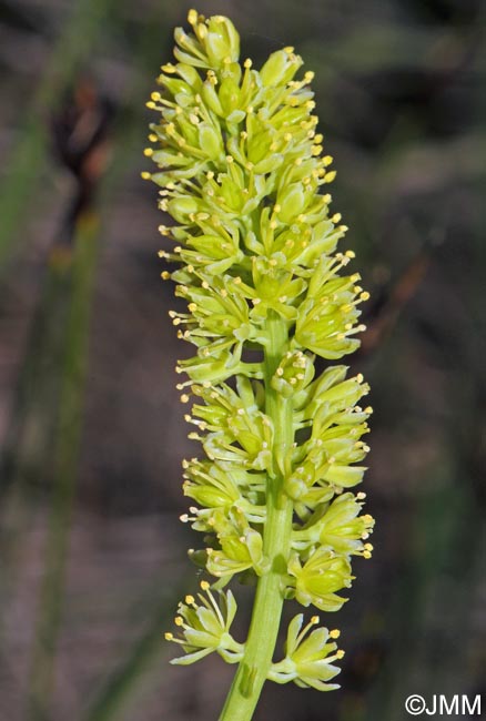 Tofieldia calyculata