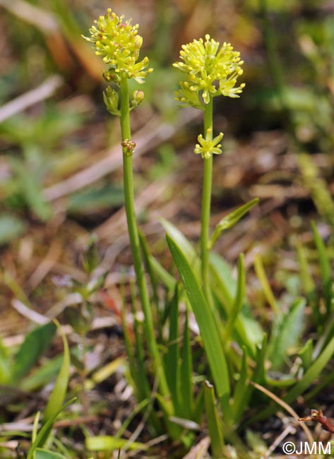 Tofieldia calyculata