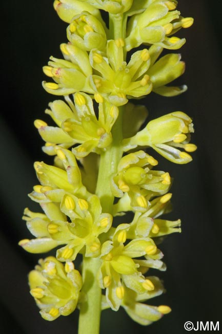 Tofieldia calyculata