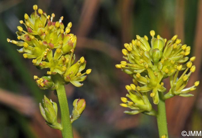 Tofieldia calyculata