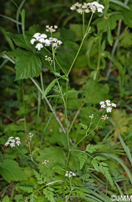 Torilis japonica