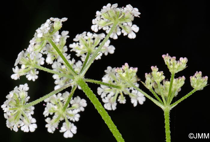 Torilis japonica