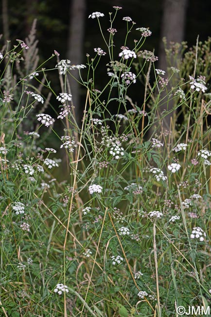 Torilis japonica