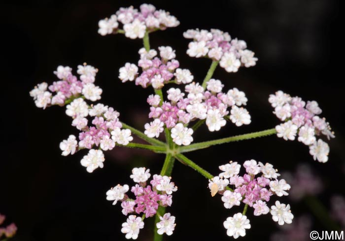 Torilis japonica