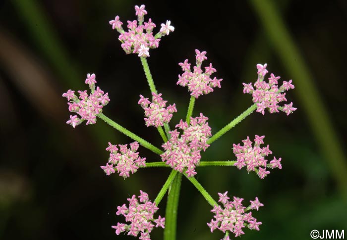 Torilis japonica