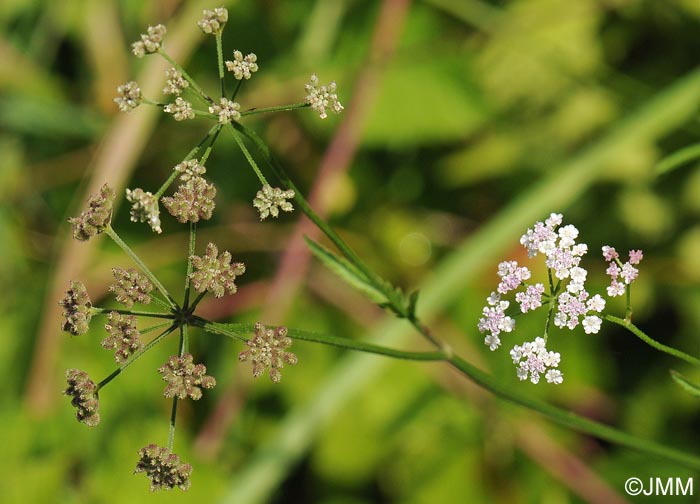 Torilis japonica