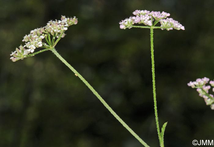 Torilis japonica