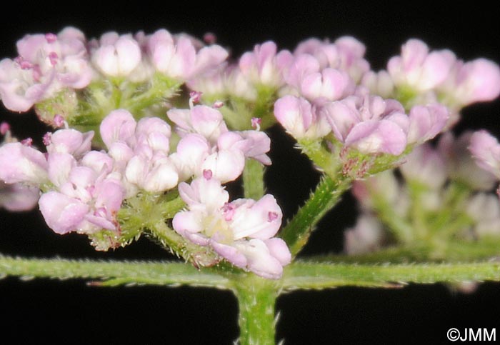 Torilis japonica