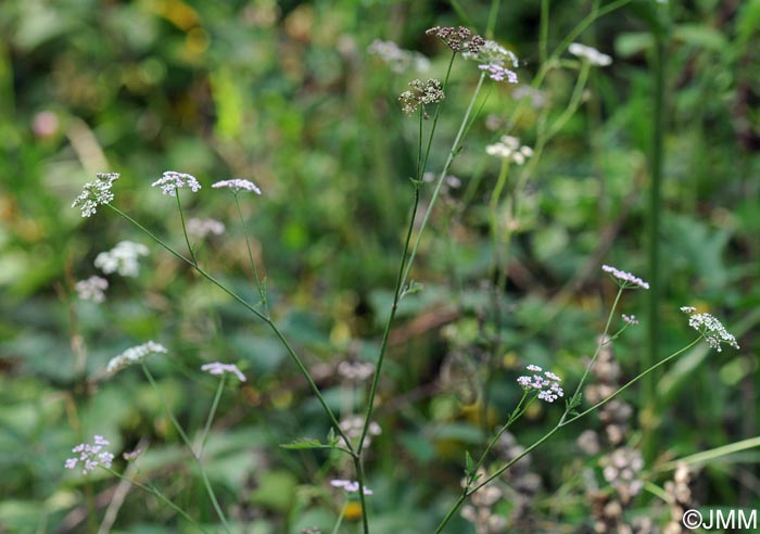 Torilis japonica