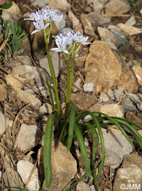 Tractema verna = Scilla verna