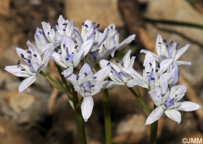 Tractema verna = Scilla verna