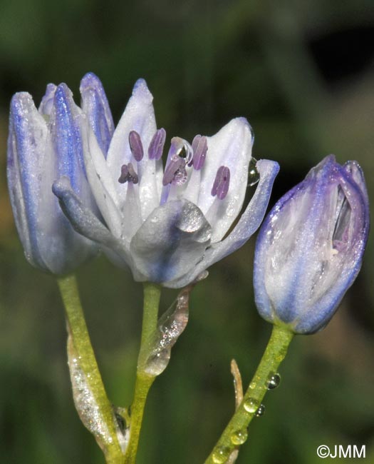 Tractema verna = Scilla verna