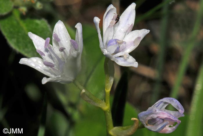 Tractema verna = Scilla verna