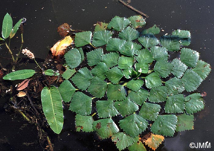 Trapa natans & Polygonum amphibium