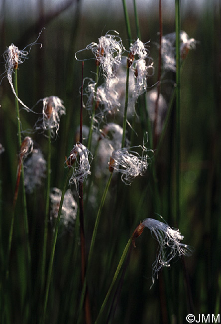 Trichophorum alpinum