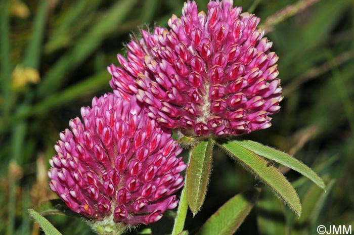 Trifolium alpestre