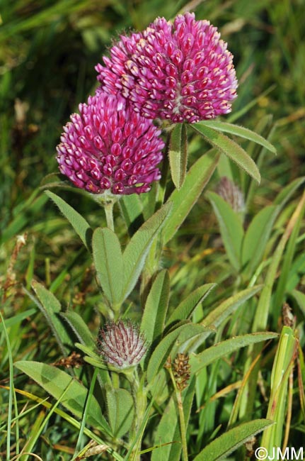 Trifolium alpestre