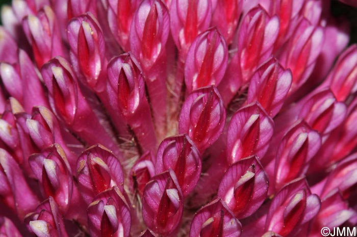 Trifolium alpestre