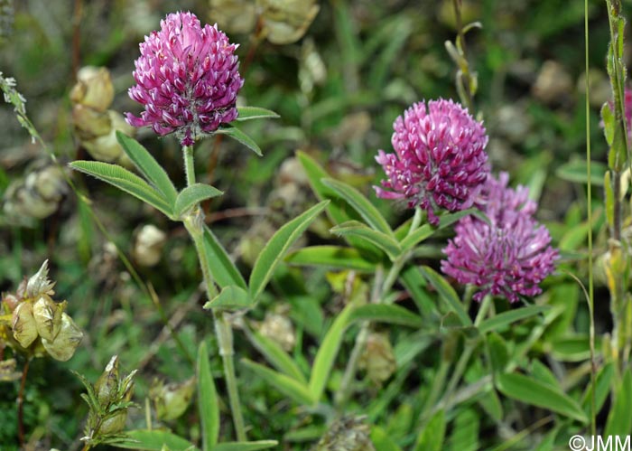 Trifolium alpestre