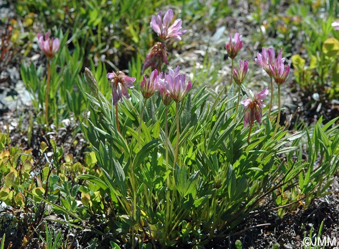 Trifolium alpinum