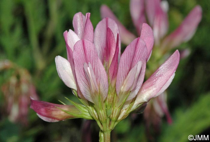 Trifolium alpinum