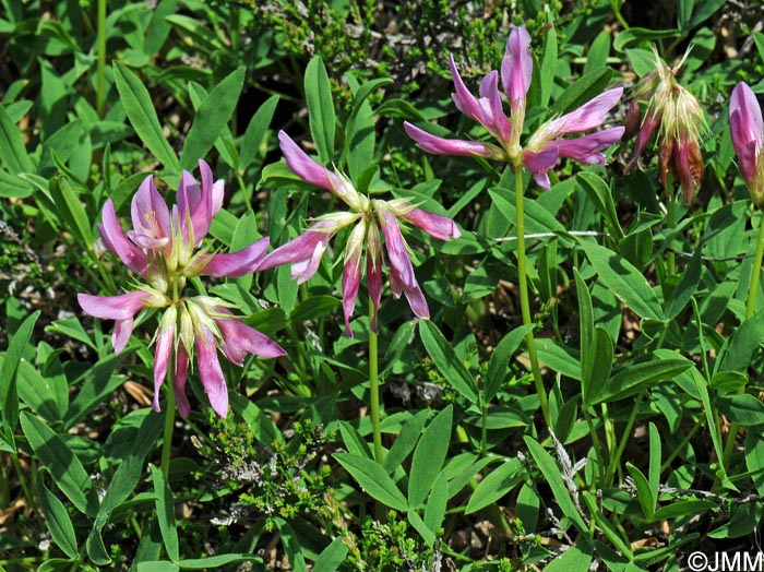 Trifolium alpinum