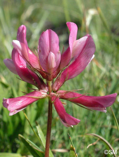 Trifolium alpinum