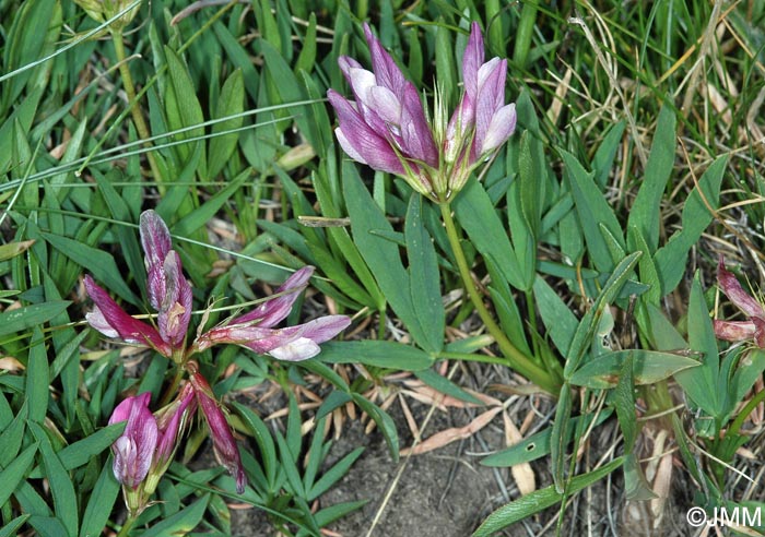 Trifolium alpinum