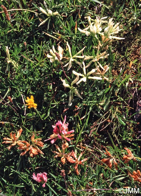 Trifolium alpinum