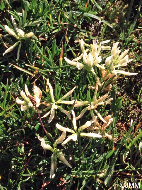 Trifolium alpinum