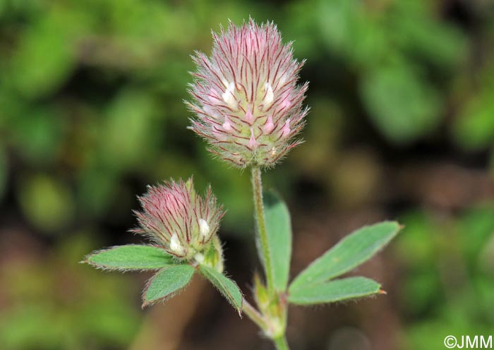 Trifolium arvense