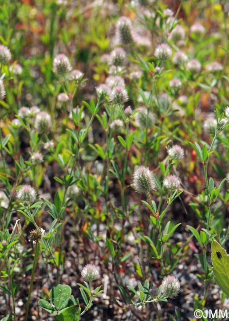 Trifolium arvense