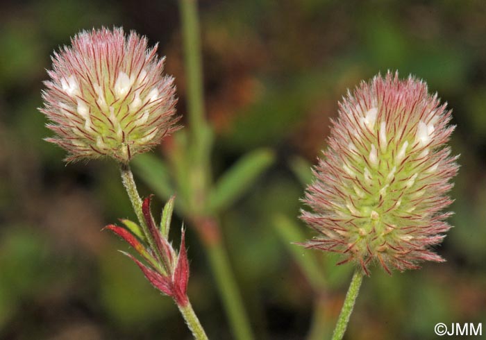 Trifolium arvense