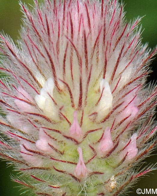 Trifolium arvense